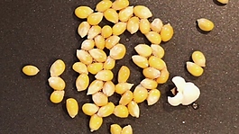 爆米花原料食物視頻