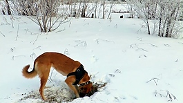 狗狗雪景視頻素材