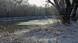 雪景樹木森林視頻