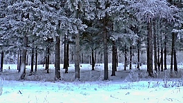 雪景樹木視頻素材