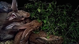 實拍兔子視頻素材