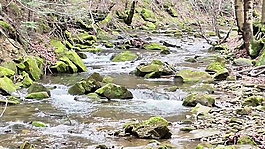 沼澤河流實拍視頻
