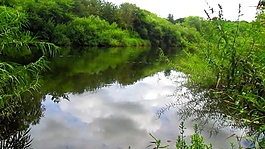 綠植小湖視頻素材