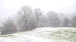 雪景樹木風景視頻素材