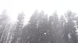 大雪紛飛的樹林視頻