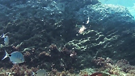 實拍海底世界視頻素材