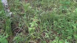 實拍草叢植物視頻