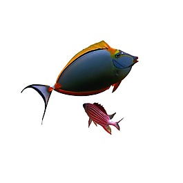 小魚png元素