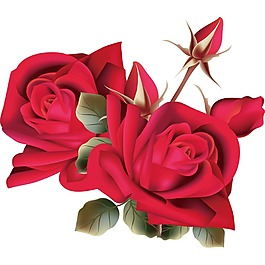 紅色玫瑰花png元素