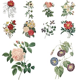 浪漫手繪花朵插畫