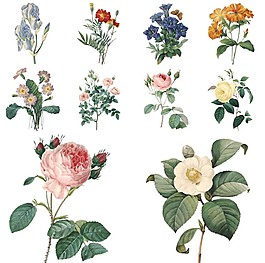 手繪植物花朵插畫(huà)