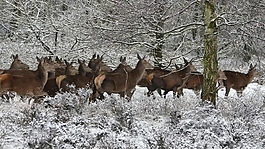 冬季雪景風景動物鹿視頻