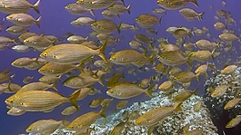 海底魚群視頻素材