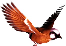 小鸟png免扣元素
