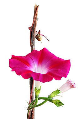 清瓣樹(shù)枝喇叭花元素
