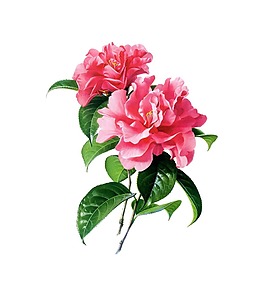 清新绿叶月季元素