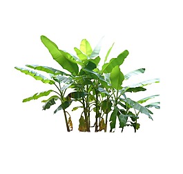 手繪水墨綠植元素