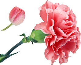 小清新花朵元素