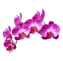 浪漫玫红花朵元素