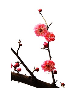 清新枯木開花元素