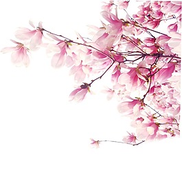 手繪浪漫桃花元素