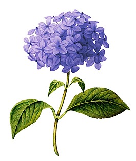 手繪紫色花朵元素