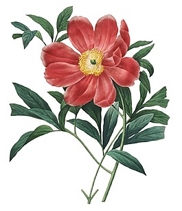手绘油画花朵元素