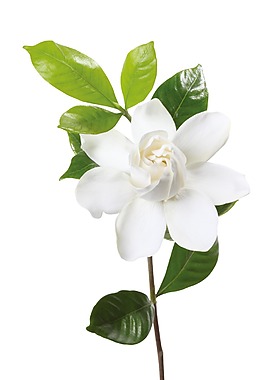 梦幻绿叶白色花朵元素
