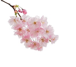 夢幻粉色花朵元素