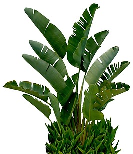 清新綠色植物元素