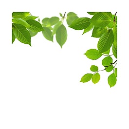 清新綠色樹葉元素