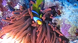 海底世界視頻素材