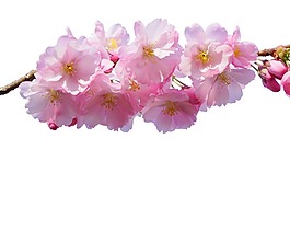 夢幻粉色花朵元素