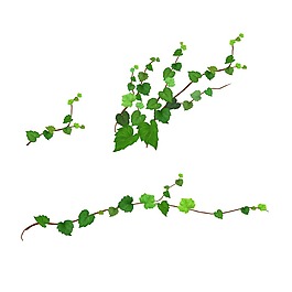 手绘树叶绿藤元素