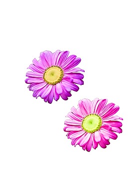 手绘玫红菊花元素