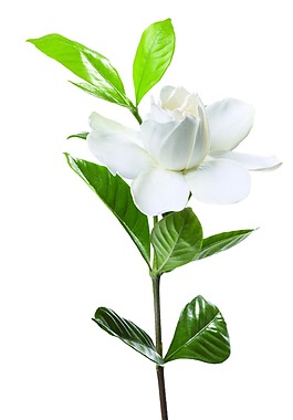 小清新綠葉花朵元素