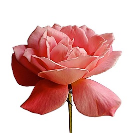 夢(mèng)幻花瓣花朵元素