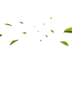 手绘飘浮树叶元素