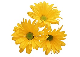 小清新黃色菊花元素