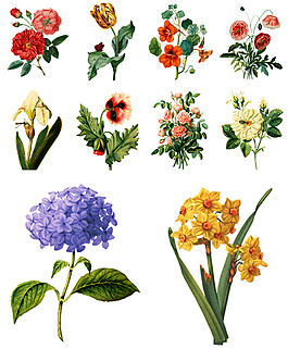 多款手繪花朵插畫