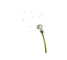 手繪紛飛的蒲公英元素