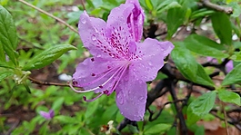 紫色花朵視頻素材