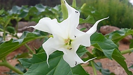 白色花朵視頻素材
