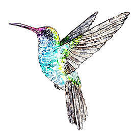 手繪翠鳥動(dòng)物插畫