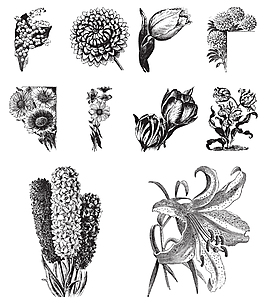 黑白手繪植物插畫