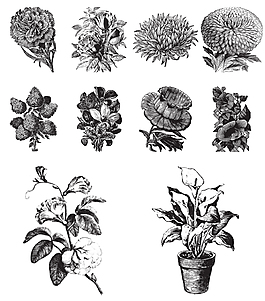黑白手繪花卉插畫