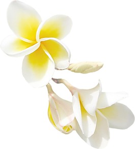 手绘白色花朵元素