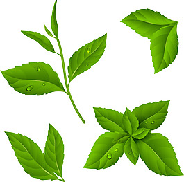帶露水的茶葉插畫