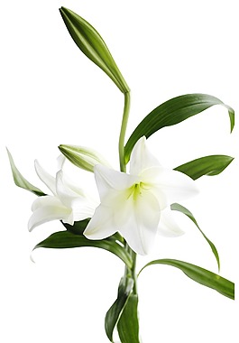 小清新白色花朵元素