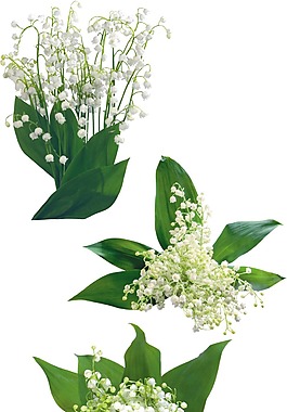小清新綠葉花朵元素